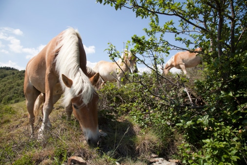 ardeche-chevaux