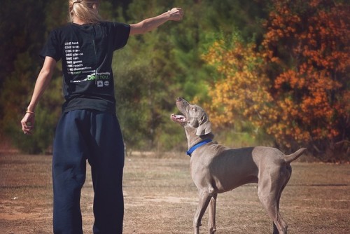 femme jouer chien