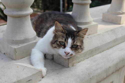 chatte-enceinte