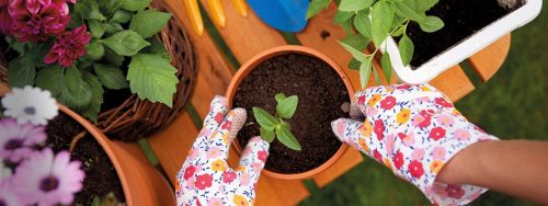 plantation de plantes en pot