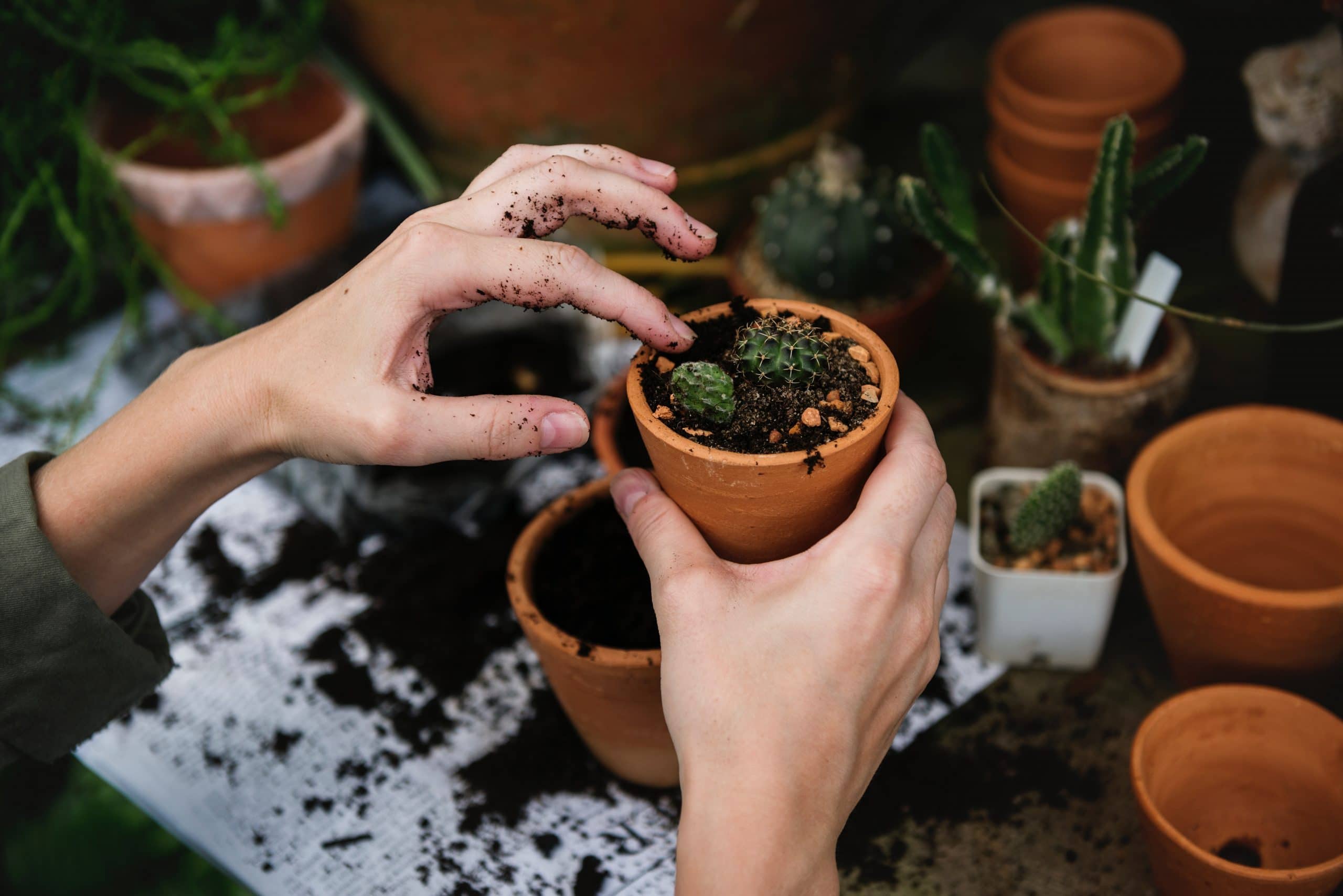 plantes en pot pour balcon